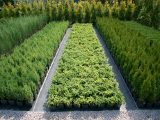 plantes ornementales conifères arbres à feuilles caduques arbustes arbres pépinière de jardin en Pologne